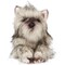 Bearington Terri Cairn Terrier Stuffed Animal - 13" Realistic Plush Dog Stuffed Animals with Soft Fur and Lifelike Details - Cuddly Puppy Plushie for Kids, Dog Lovers, and Collectors
